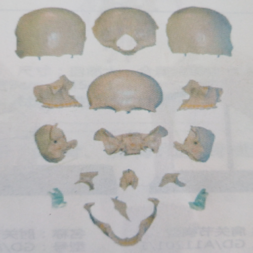 分離頭顱骨散骨模型